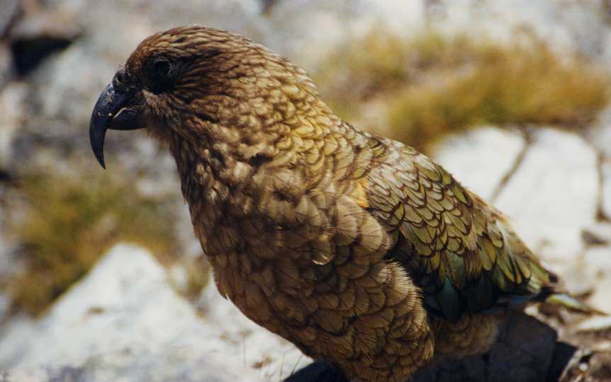  kea bird